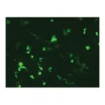 Himedia HiTransfect Transfection Medium