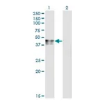 Merck Monoclonal Anti-CANT1 antibody produced in mouse
