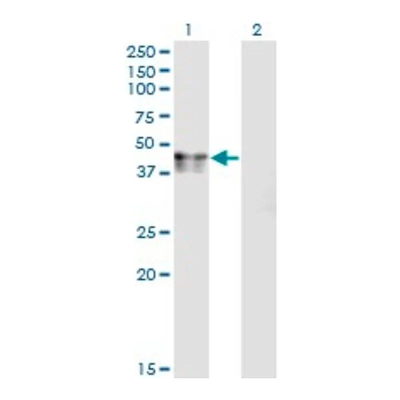 Merck Monoclonal Anti-CANT1 antibody produced in mouse