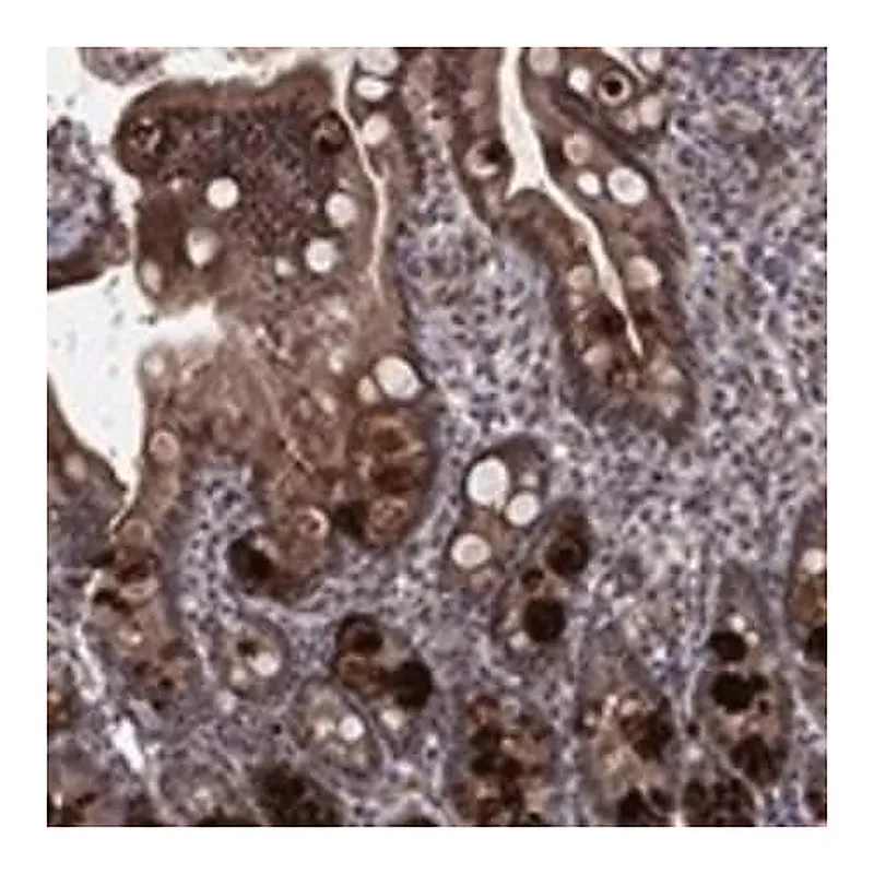 Merck Anti-MSRA antibody produced in rabbit