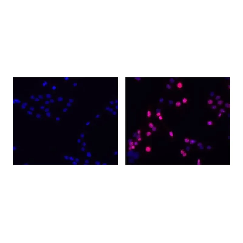Thermo Fisher Scientific Goat anti-Rat IgG (H+L) Secondary Antibody, TRITC, eBioscience
