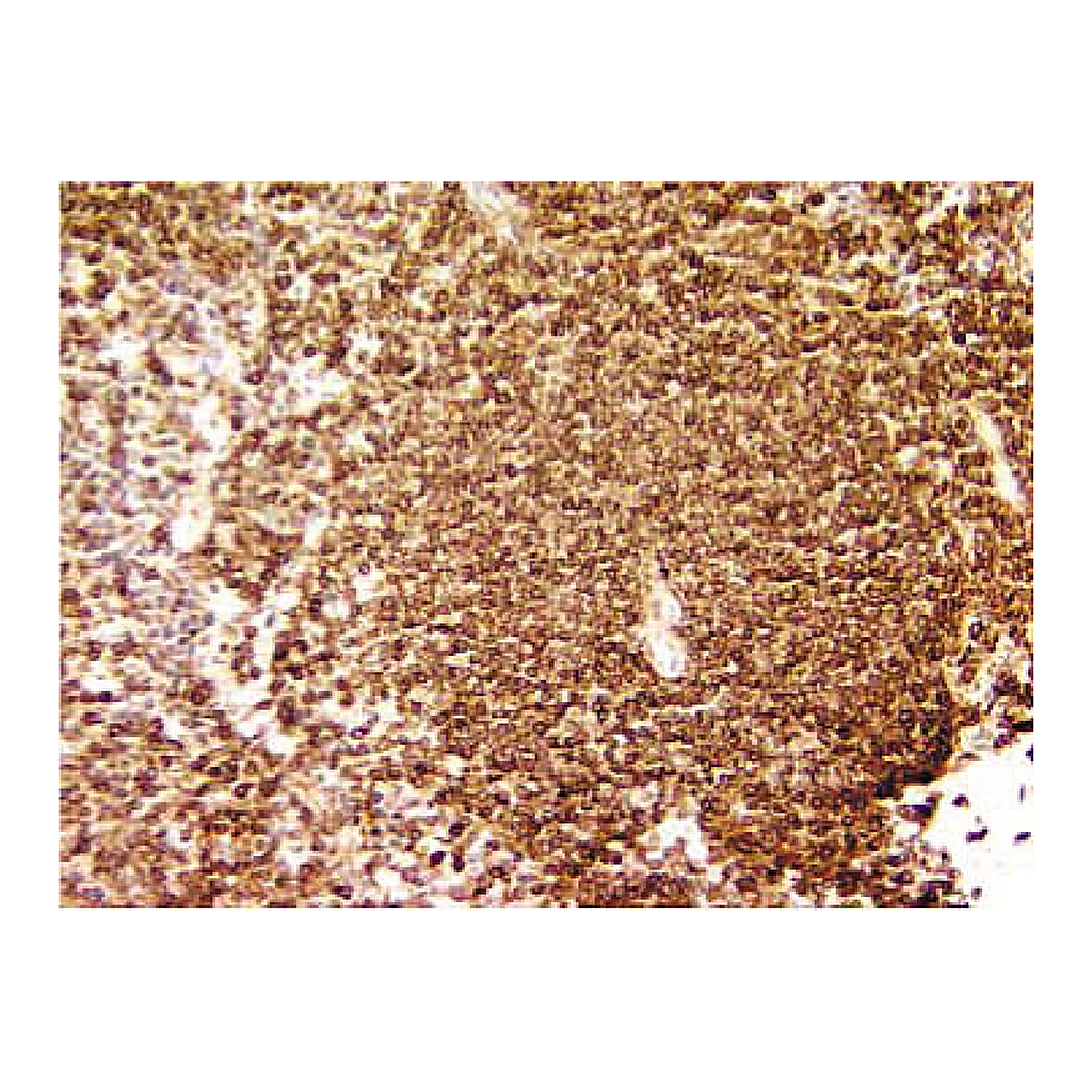 BD Purified Rat Anti-Mouse CD45