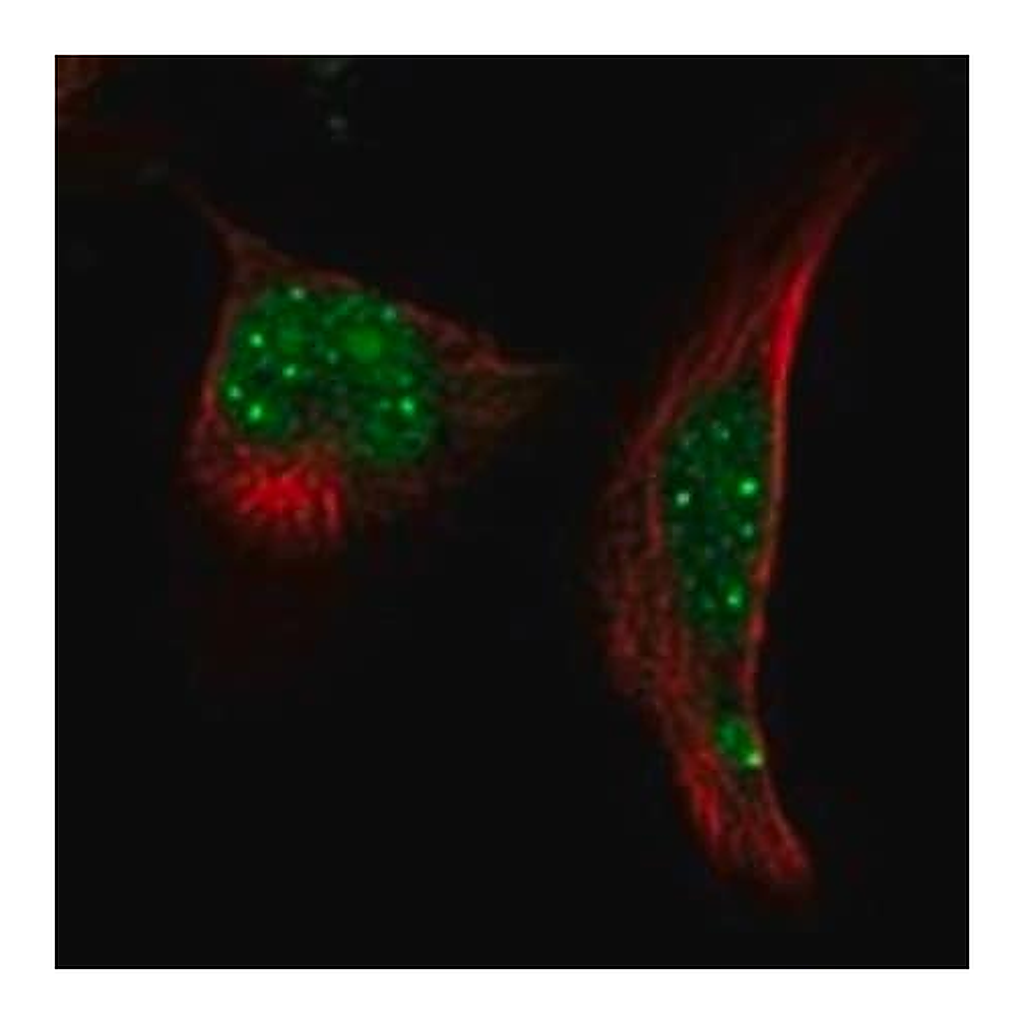 Merck Anti-RNF4 antibody produced in rabbit