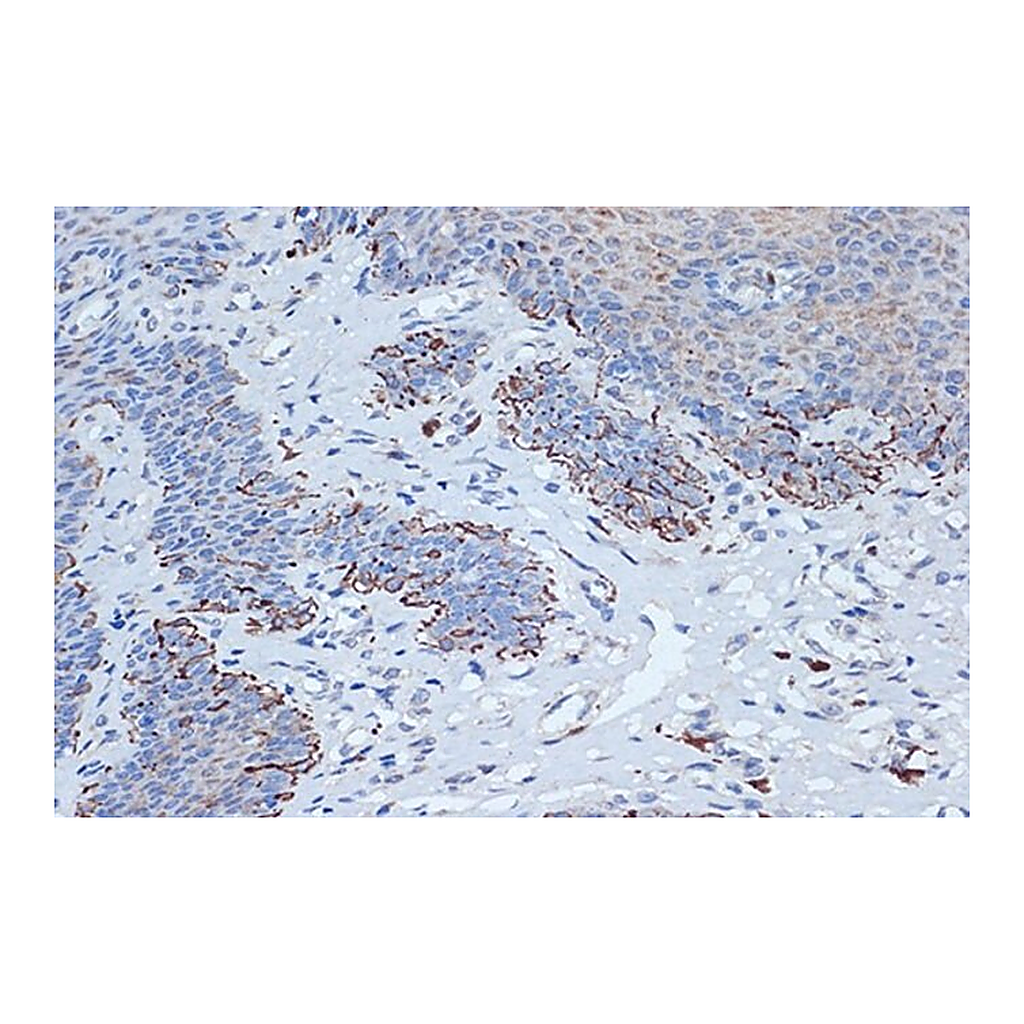 Merck Anti-STK3/MST2 antibody produced in rabbit