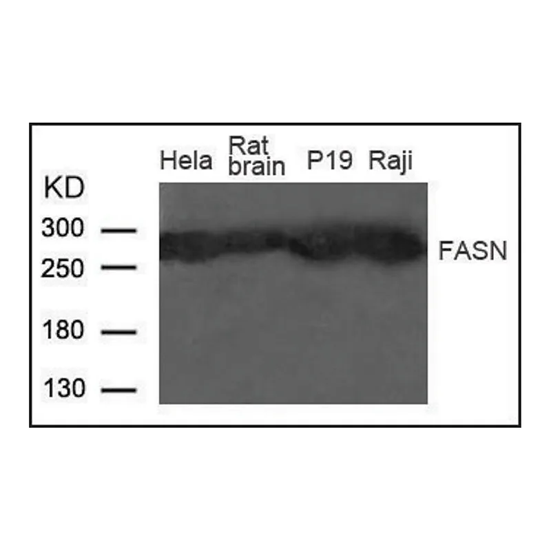 Merck Anti-FASN antibody produced in rabbit