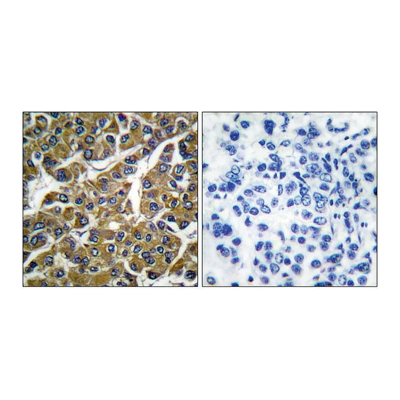 Merck Anti-MMP-3 antibody produced in rabbit