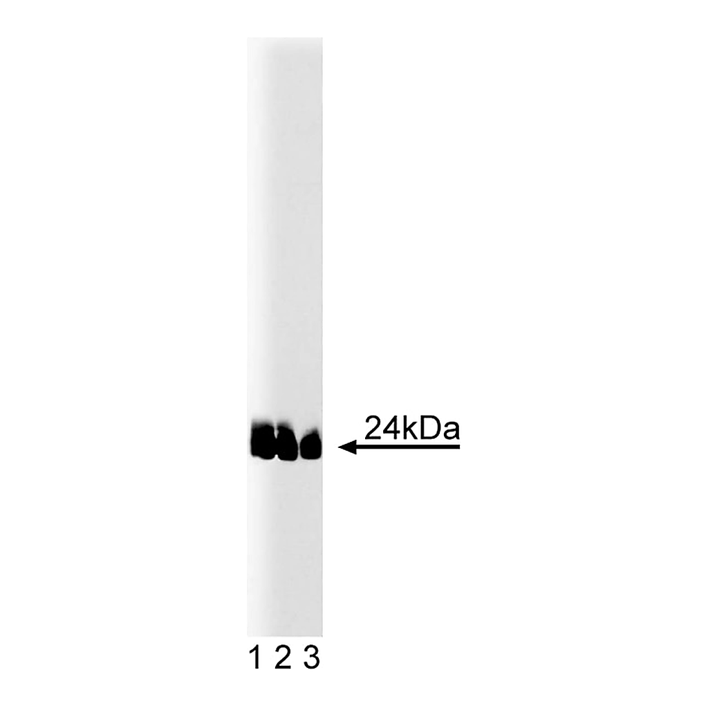 BD Purified Mouse Anti- Caveolin-1 (pY14)