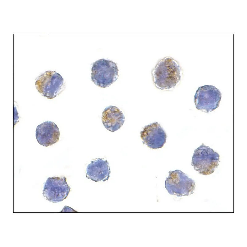 Merck Anti-AIF antibody produced in rabbit