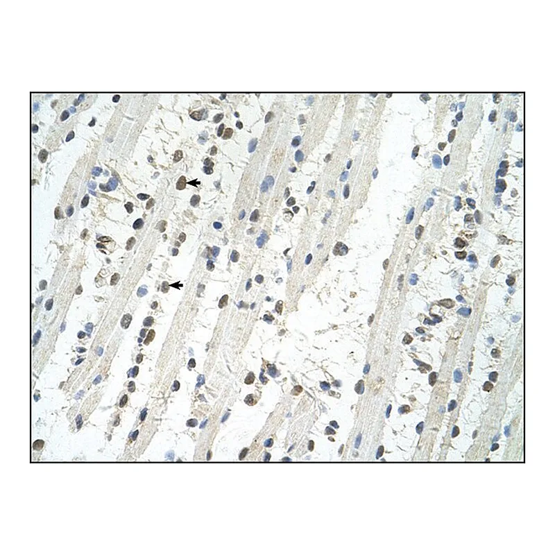 Merck Anti-TRIM32 (AB2) antibody produced in rabbit