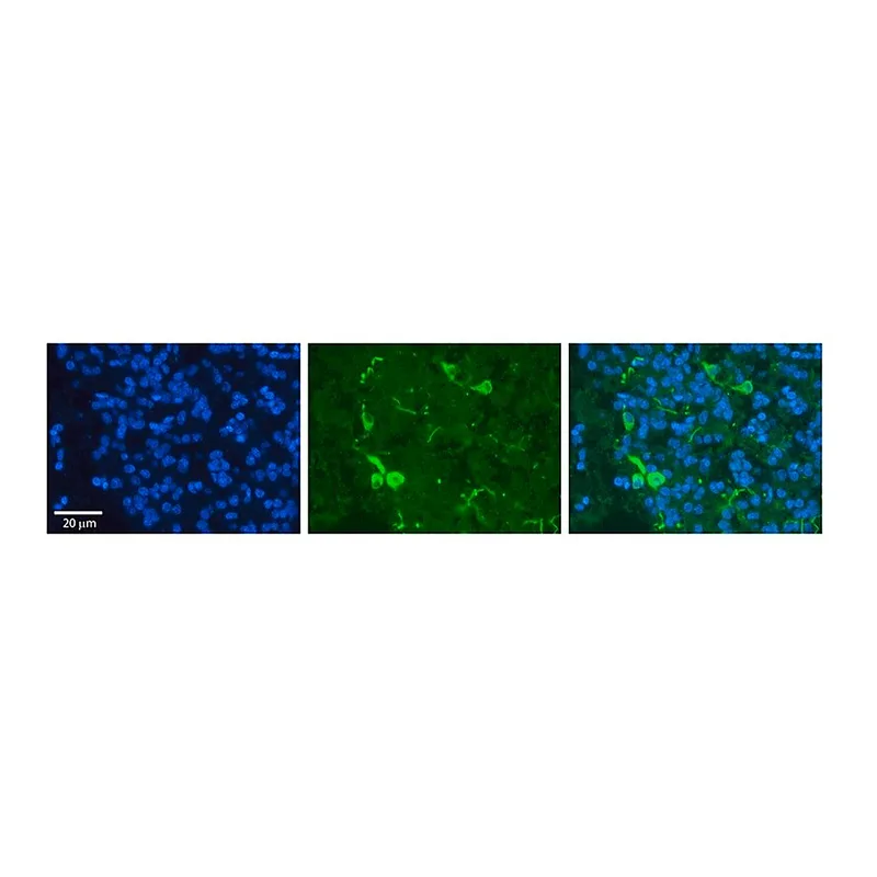 Merck Anti-PRDX2 antibody produced in rabbit