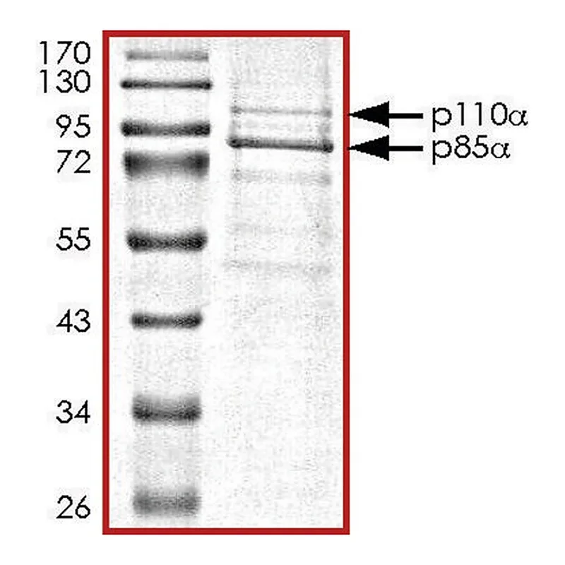 Merck PI3K (p110-alpha/p85-alpha), active, His tagged from mouse and human