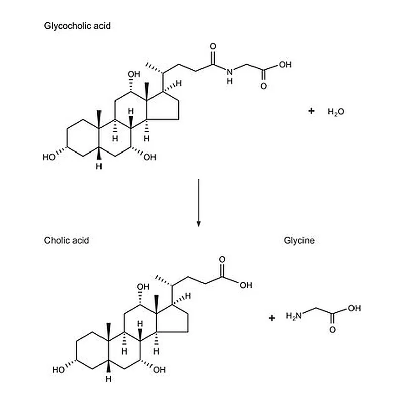 Merck Choloylglycine Hydrolase from Clostridium perfringens (C. welchii)