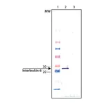 Merck Anti-Interleukin-6 antibody produced in chicken