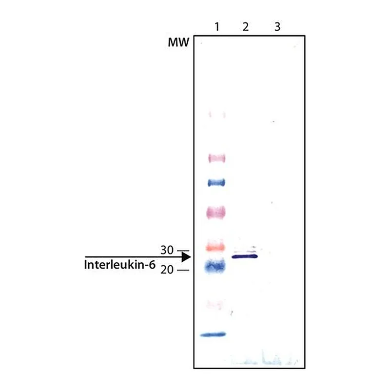 Merck Anti-Interleukin-6 antibody produced in chicken