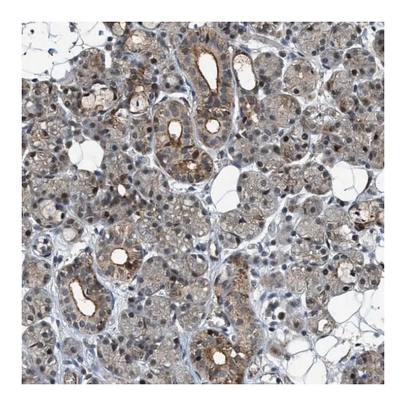 Merck Anti-DPF2 antibody produced in rabbit