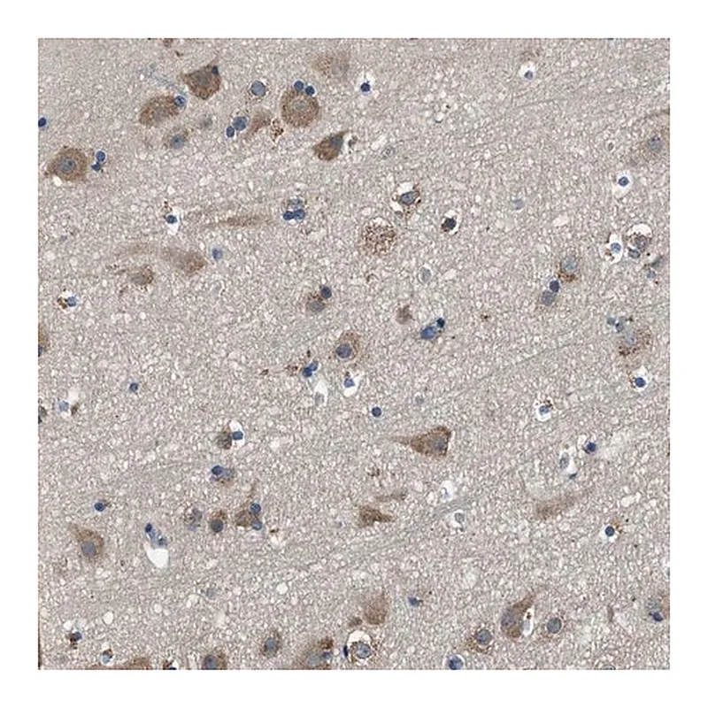 Merck Anti-SARS antibody produced in rabbit