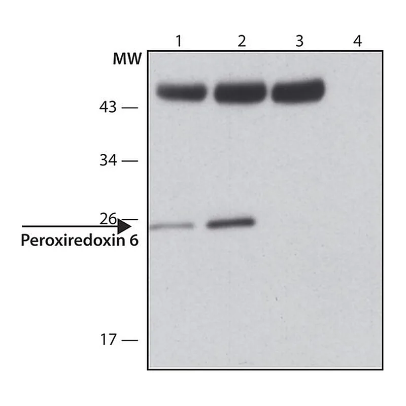 Merck Anti-Peroxiredoxin 6 (C-terminal) antibody produced in rabbit