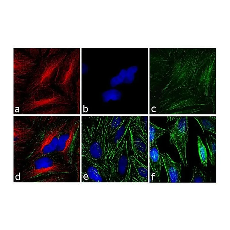 Thermo Fisher Scientific F(ab`)2-Goat anti-Mouse IgG (H+L) Secondary Antibody, TRITC