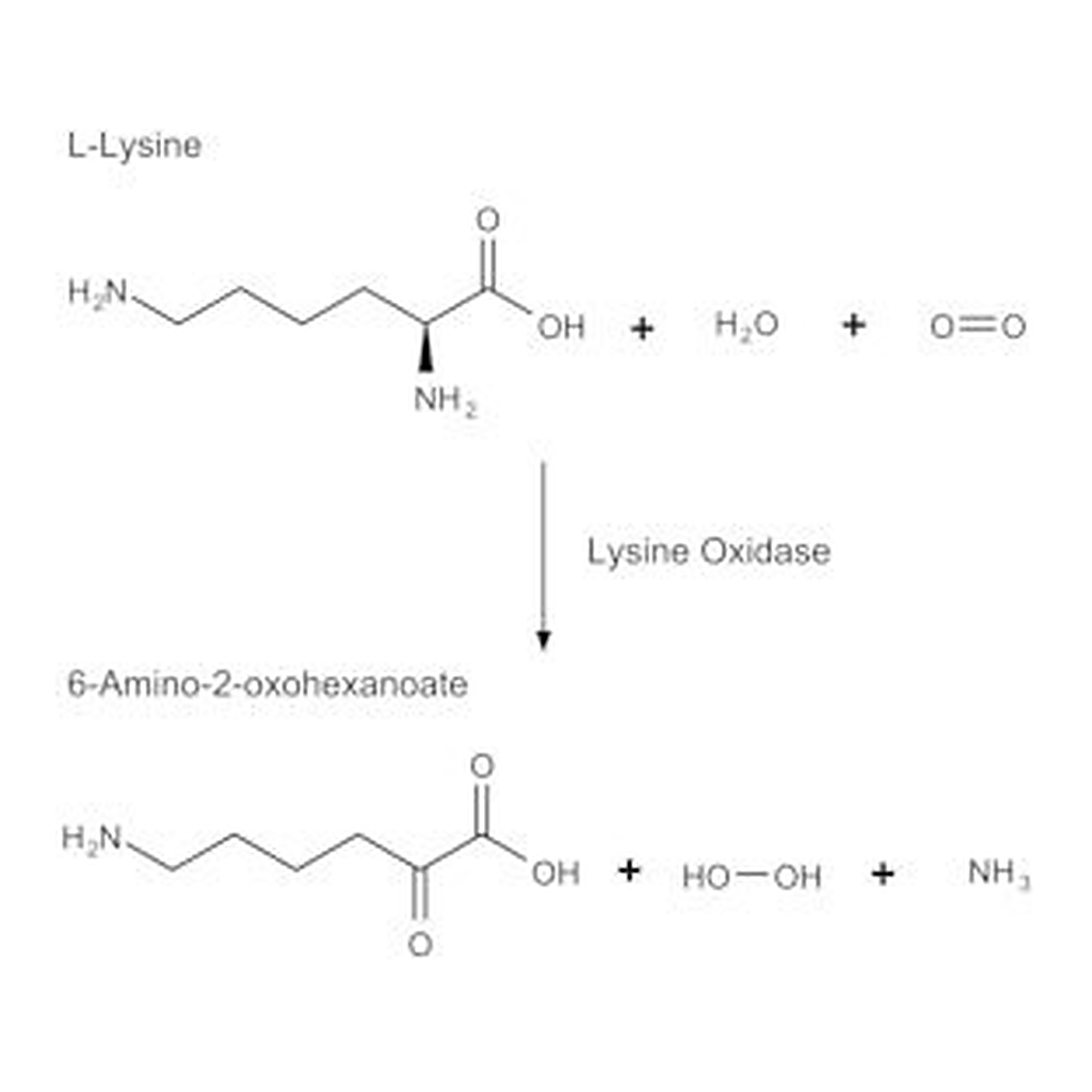 Merck LYSINE OXIDASE FROM TRICHODERMA VIRIDE&
