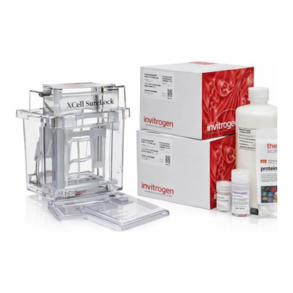 Thermo Fisher Scientific Bolt Bis-Tris Plus XCell SureLock Mini-Cell Welcome Pack, 4-12%, 10-well