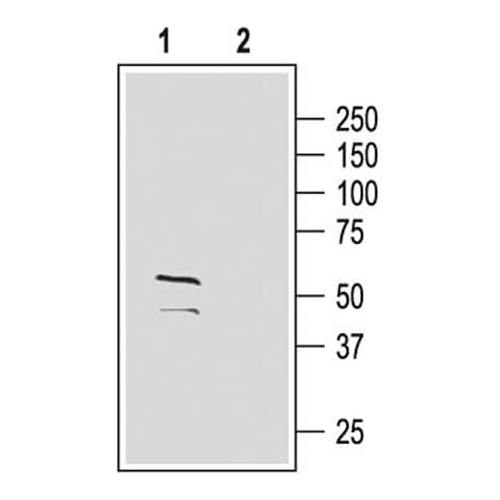 Merck Anti-GABAA Receptor (gamma2 subunit) (extracellular) antibody produced in rabbit