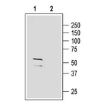 Merck Anti-GABAA Receptor (gamma2 subunit) (extracellular) antibody produced in rabbit