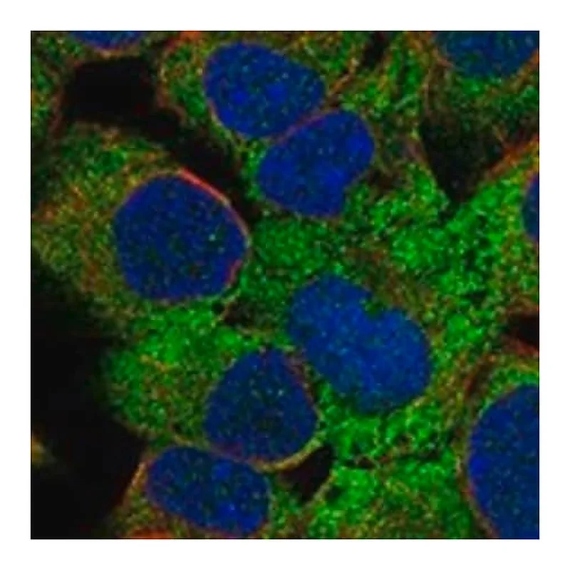 Merck Anti-ZBTB45 antibody produced in rabbit