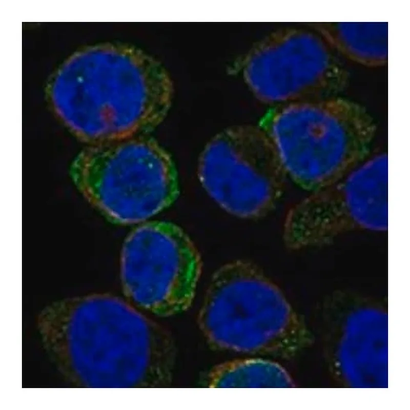 Merck Anti-SIGLEC7 antibody produced in rabbit