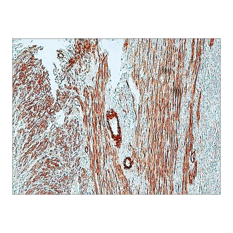 Merck Anti-Mouse IgG (Fab specific)-Peroxidase antibody produced in goat