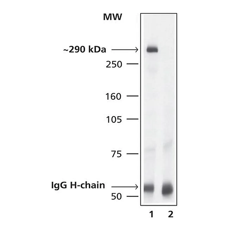 Merck Anti-mTOR antibody produced in rabbit