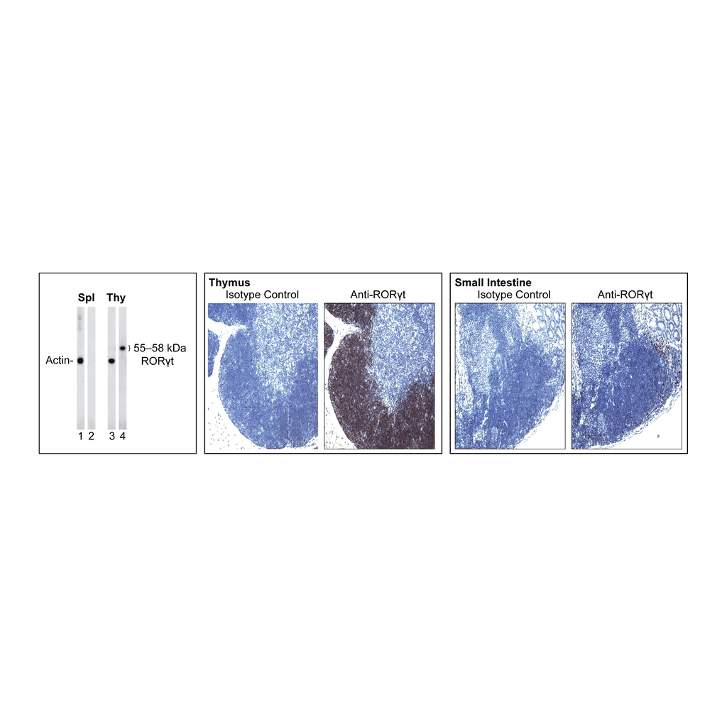 BD Purified Mouse anti-Mouse RORγt