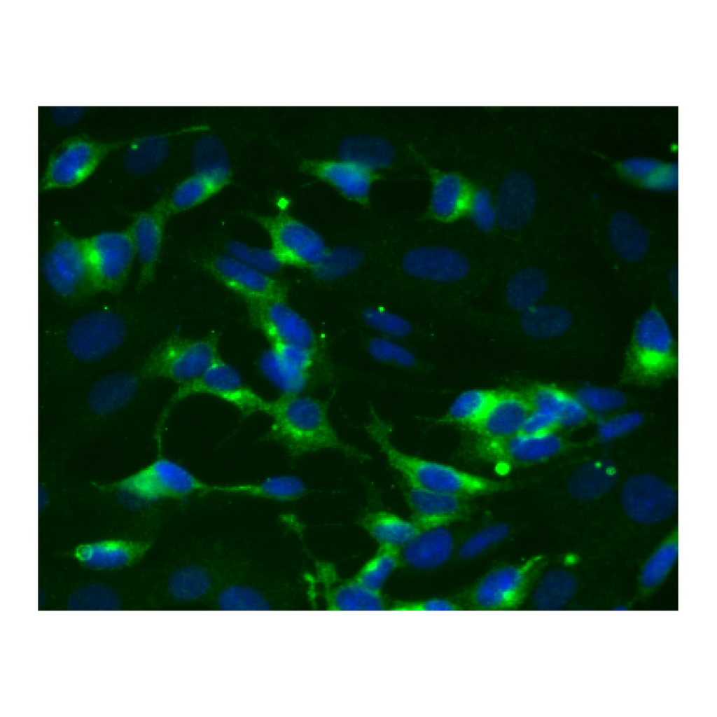 BD Purified Mouse Anti-Synaptophysin