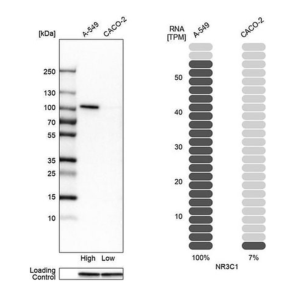 Merck Anti-NR3C1 antibody produced in rabbit