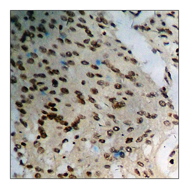 Merck Anti-phospho-BRCA1 (pSer1423) antibody produced in rabbit