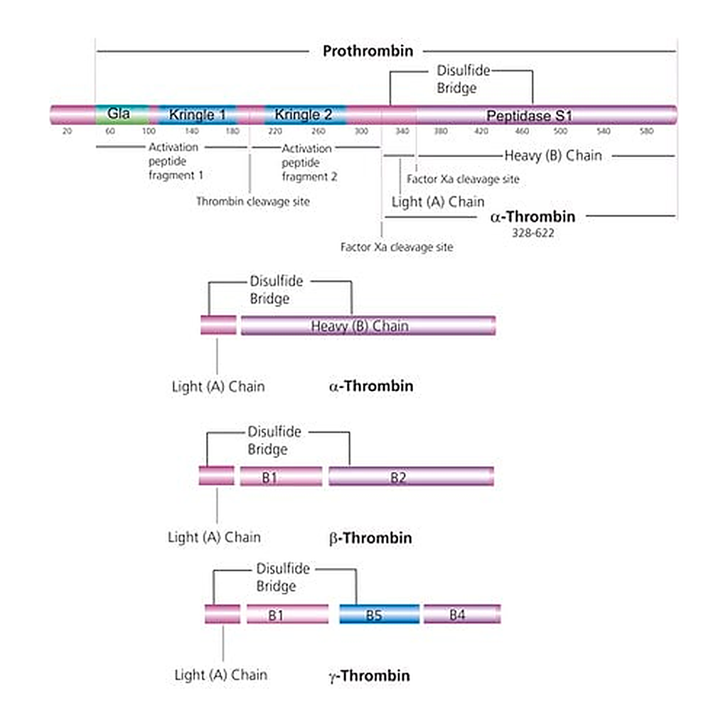 Merck Thrombin from human plasma
