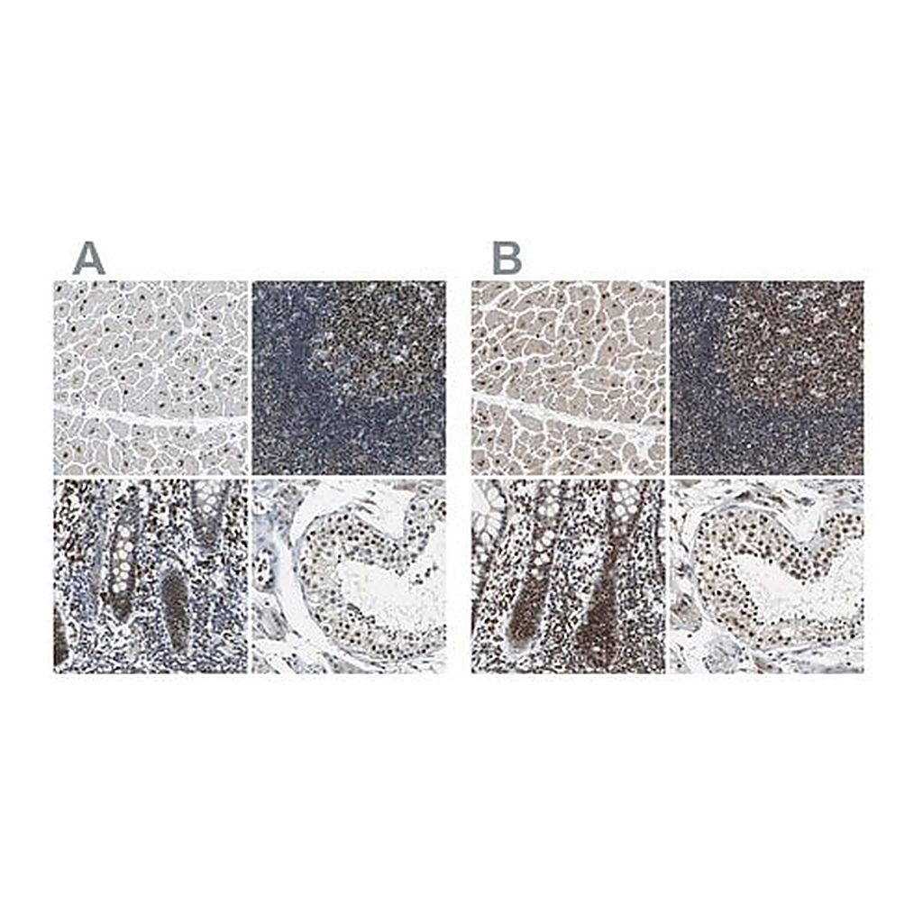 Merck Anti-USP28 antibody produced in rabbit