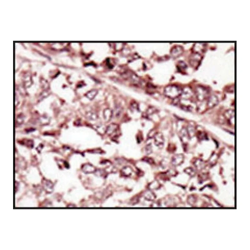 Merck Anti-ROS (N-term) antibody produced in rabbit
