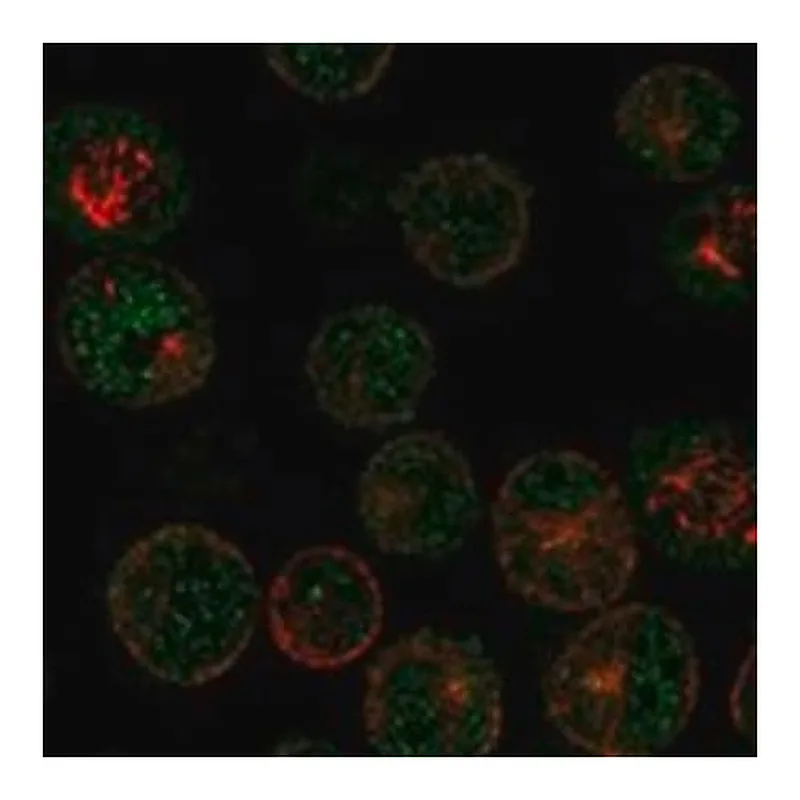 Merck Anti-MAGEB16 antibody produced in rabbit