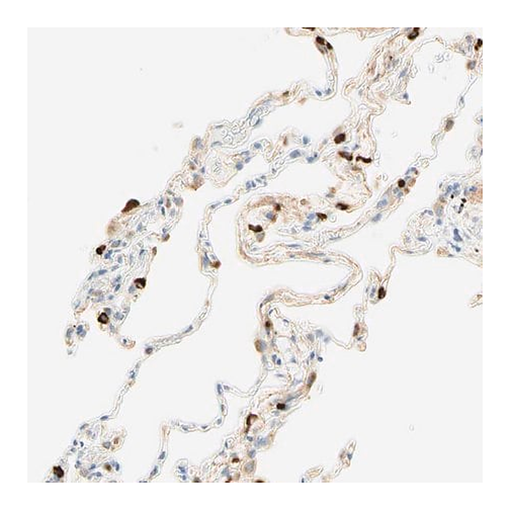 Merck Anti-CD63 antibody produced in rabbit