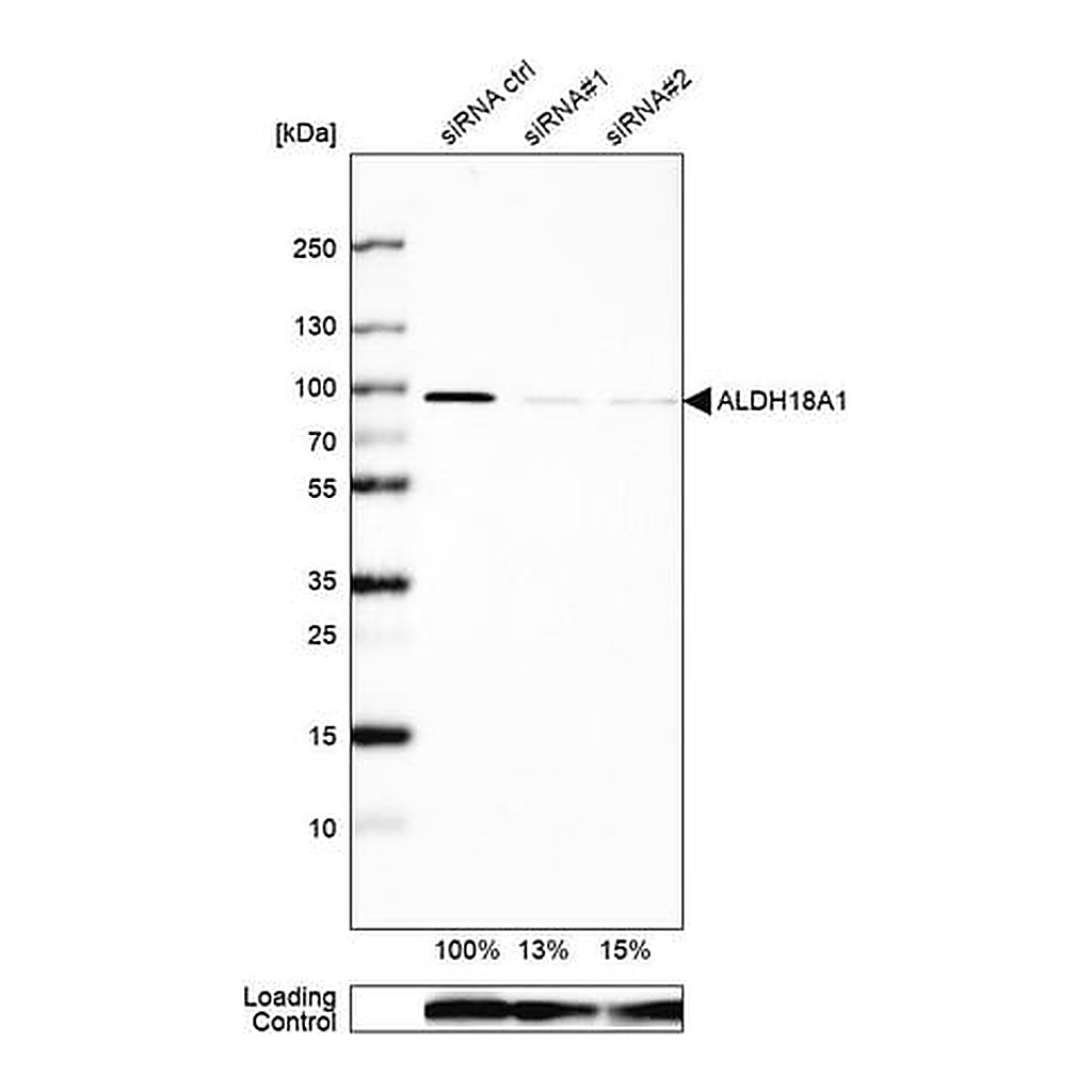 Merck Anti-ALDH18A1 antibody produced in rabbit