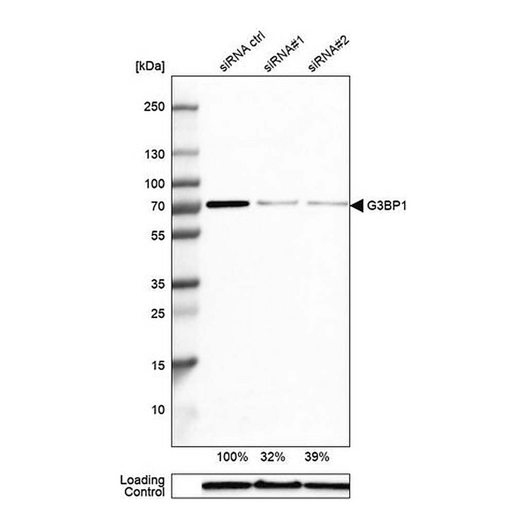 Merck Anti-G3BP1 antibody produced in rabbit