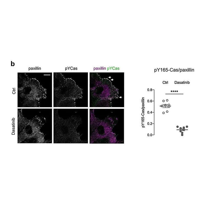 Thermo Fisher Scientific Goat anti-Mouse IgG (H+L) Superclonal Secondary Antibody, Alexa Fluor 647