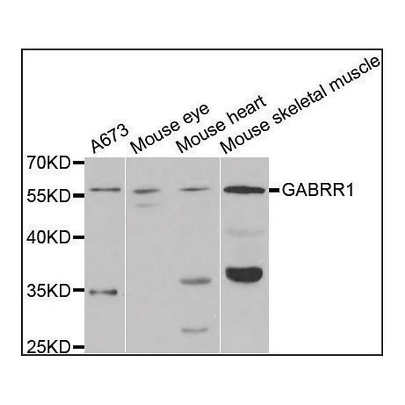 Merck Anti-GABRR1 antibody produced in rabbit