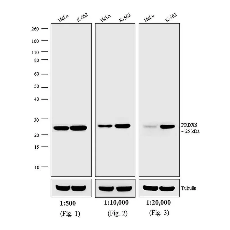 Thermo Fisher Scientific Goat anti-Rabbit IgG (H+L) Secondary Antibody, AP