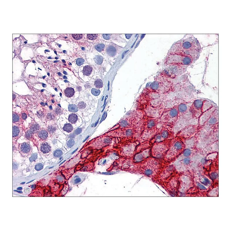 Merck Anti-ACE2 antibody produced in rabbit