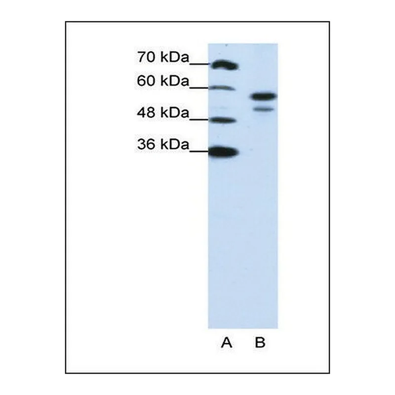 Merck Anti-U2AF2 antibody produced in rabbit