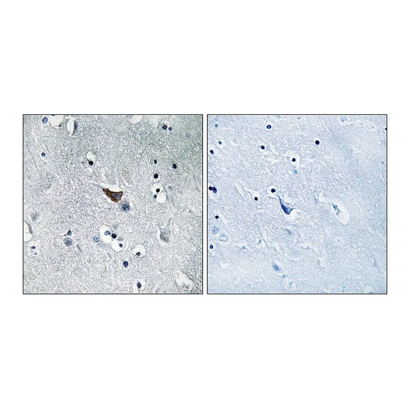 Merck Anti-GLUR1 antibody produced in rabbit