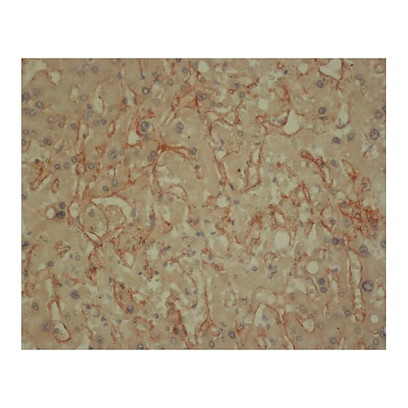 Merck Anti-Collagen IV antibody, Mouse monoclonal