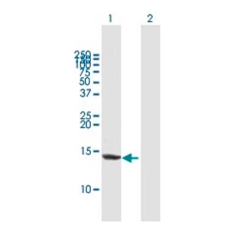 Merck Anti-FABP4 antibody produced in mouse