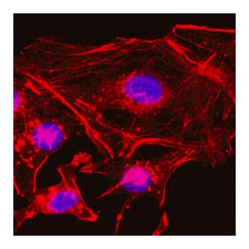 Merck ANTI-BETA-ACTIN ANTIBODY, RABBIT MONOCLO